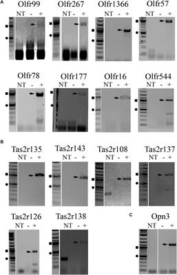 The Sensing Liver: Localization and Ligands for Hepatic Murine Olfactory and Taste Receptors